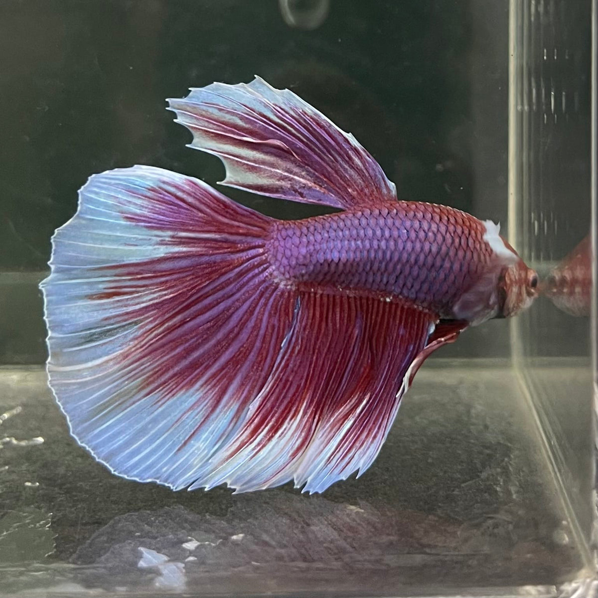 the-fish-farm Male Betta Male Betta - One Only - 15 Choose your favourite Male Betta from The Fish Farm Australia