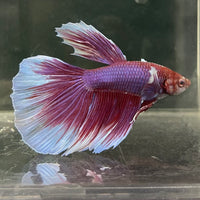 the-fish-farm Male Betta Male Betta - One Only - 15 Choose your favourite Male Betta from The Fish Farm Australia
