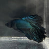 the-fish-farm Male Betta Male Betta - One Only - 15 Choose your favourite Male Betta from The Fish Farm Australia