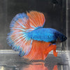 the-fish-farm Male Betta Male Betta - One Only - 15 Choose your favourite Male Betta from The Fish Farm Australia