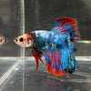 the-fish-farm Male Betta Male Betta - One Only - 16 Choose your favourite Male Betta from The Fish Farm Australia