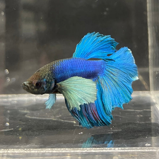 the-fish-farm Male Betta Male Betta - One Only - 16 Choose your favourite Male Betta from The Fish Farm Australia