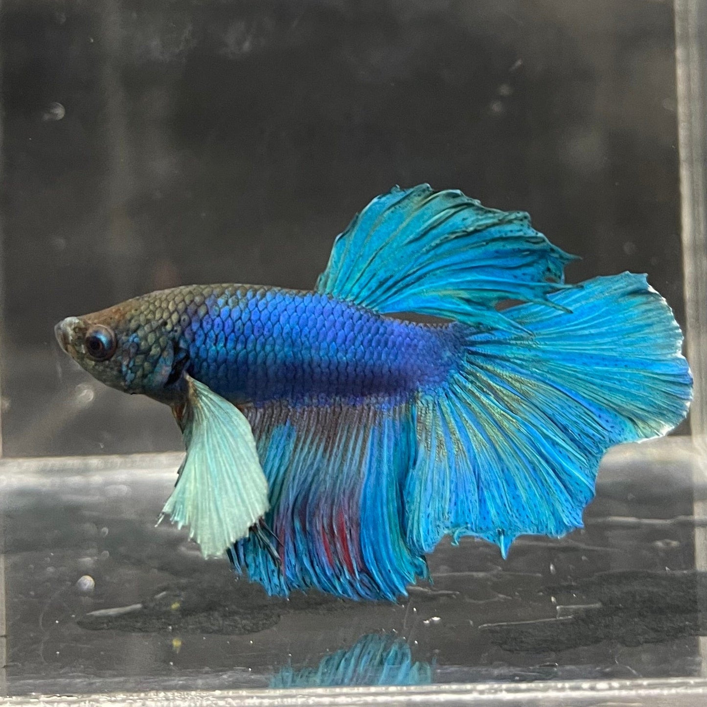 the-fish-farm Male Betta Male Betta - One Only - 16 Choose your favourite Male Betta from The Fish Farm Australia