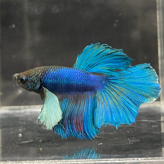 the-fish-farm Male Betta Male Betta - One Only - 16 Choose your favourite Male Betta from The Fish Farm Australia