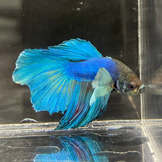 the-fish-farm Male Betta Male Betta - One Only - 16 Choose your favourite Male Betta from The Fish Farm Australia