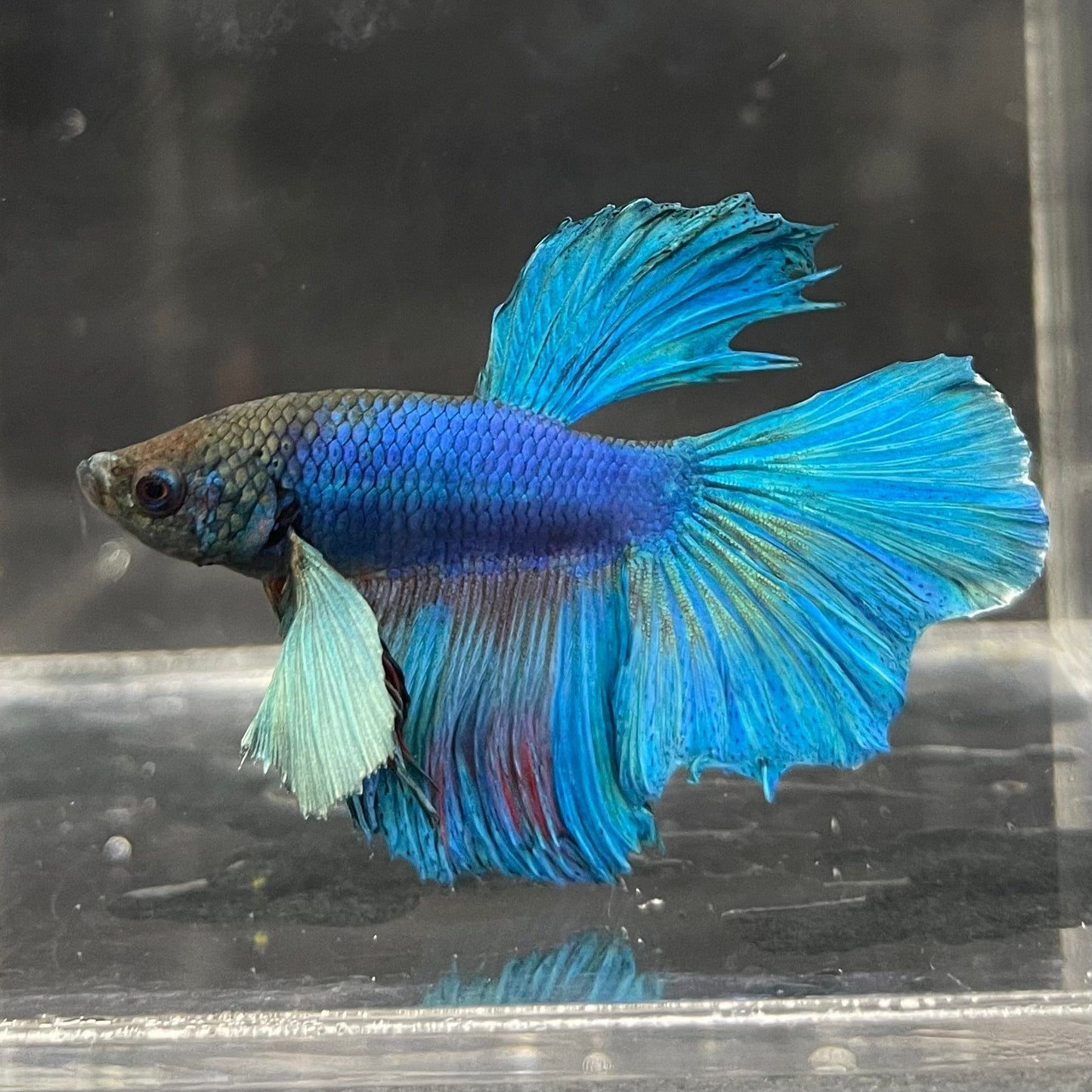 the-fish-farm Male Betta Male Betta - One Only - 16 Choose your favourite Male Betta from The Fish Farm Australia