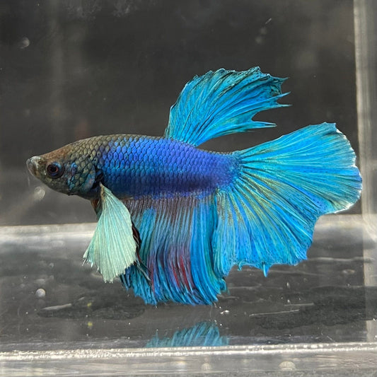 the-fish-farm Male Betta Male Betta - One Only - 16 Choose your favourite Male Betta from The Fish Farm Australia