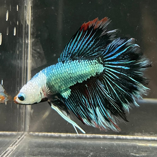 the-fish-farm Male Betta Male Betta - One Only - 16 Choose your favourite Male Betta from The Fish Farm Australia