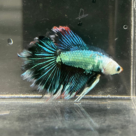 the-fish-farm Male Betta Male Betta - One Only - 16 Choose your favourite Male Betta from The Fish Farm Australia