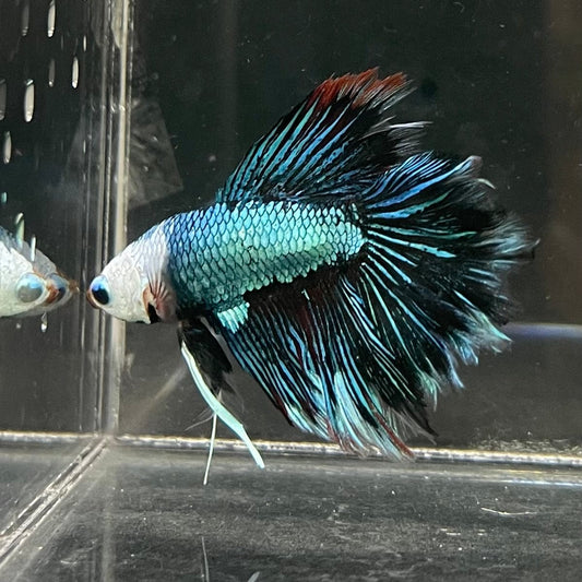 the-fish-farm Male Betta Male Betta - One Only - 16 Choose your favourite Male Betta from The Fish Farm Australia
