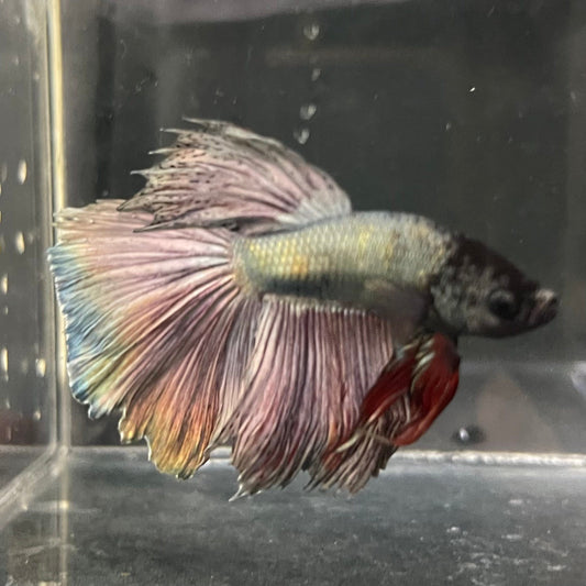 the-fish-farm Male Betta Male Betta - One Only - 16 Choose your favourite Male Betta from The Fish Farm Australia