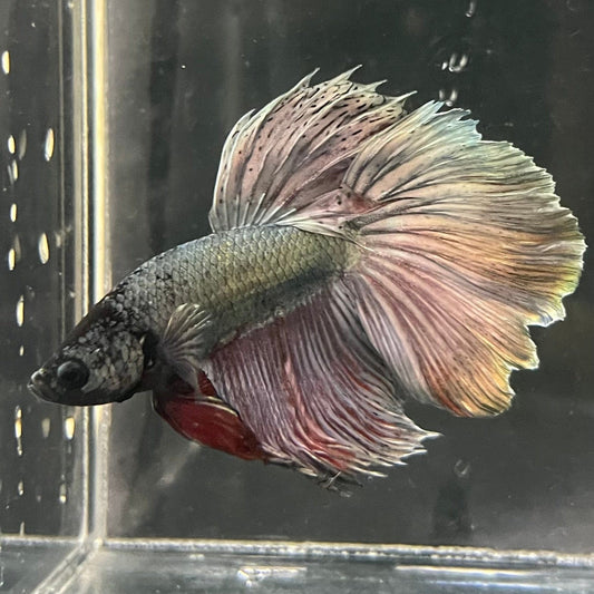 the-fish-farm Male Betta Male Betta - One Only - 16 Choose your favourite Male Betta from The Fish Farm Australia