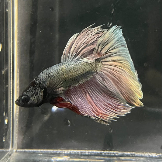 the-fish-farm Male Betta Male Betta - One Only - 16 Choose your favourite Male Betta from The Fish Farm Australia