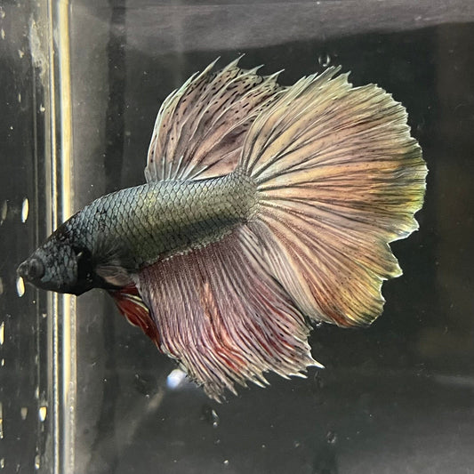 the-fish-farm Male Betta Male Betta - One Only - 16 Choose your favourite Male Betta from The Fish Farm Australia