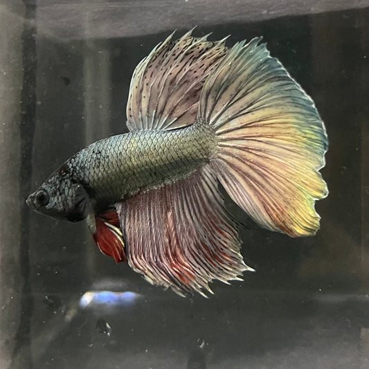 the-fish-farm Male Betta Male Betta - One Only - 16 Choose your favourite Male Betta from The Fish Farm Australia