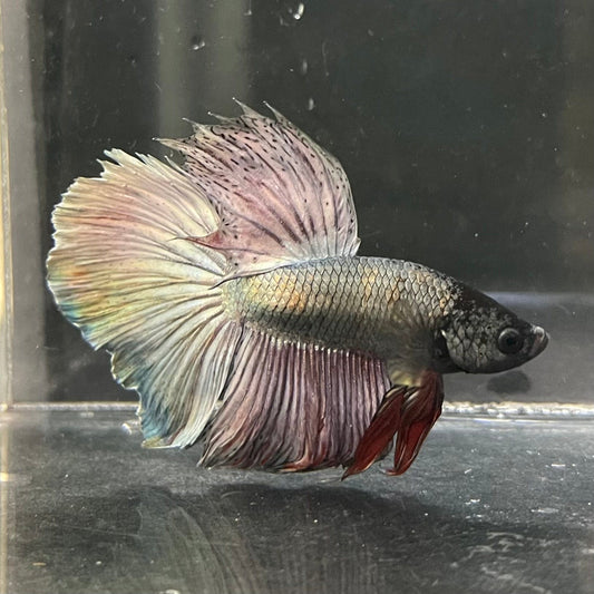 the-fish-farm Male Betta Male Betta - One Only - 16 Choose your favourite Male Betta from The Fish Farm Australia