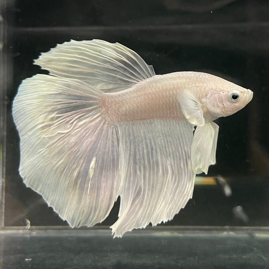 the-fish-farm Male Betta Male Betta - One Only - 16 Choose your favourite Male Betta from The Fish Farm Australia