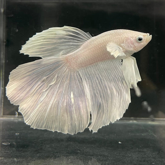 the-fish-farm Male Betta Male Betta - One Only - 16 Choose your favourite Male Betta from The Fish Farm Australia