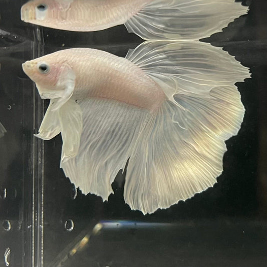 the-fish-farm Male Betta Male Betta - One Only - 16 Choose your favourite Male Betta from The Fish Farm Australia