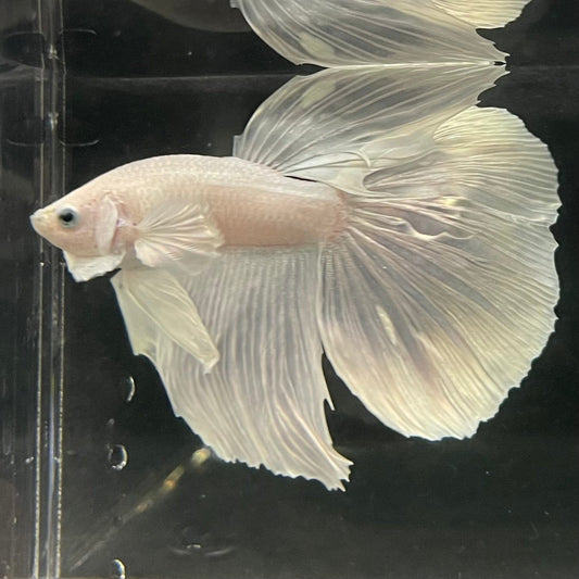 the-fish-farm Male Betta Male Betta - One Only - 16 Choose your favourite Male Betta from The Fish Farm Australia