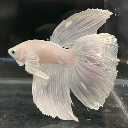 the-fish-farm Male Betta Male Betta - One Only - 16 Choose your favourite Male Betta from The Fish Farm Australia