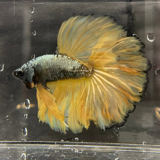 the-fish-farm Male Betta Male Betta - One Only - 16 Choose your favourite Male Betta from The Fish Farm Australia