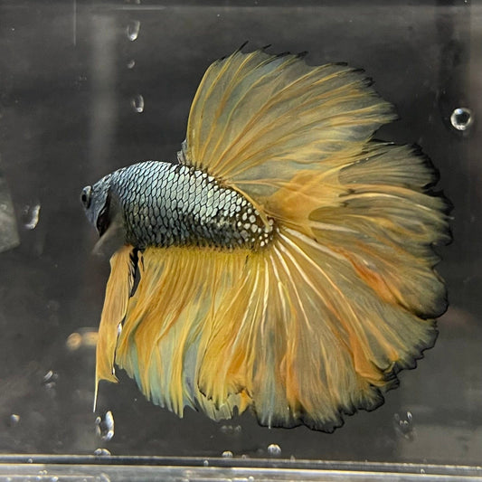 the-fish-farm Male Betta Male Betta - One Only - 16 Choose your favourite Male Betta from The Fish Farm Australia