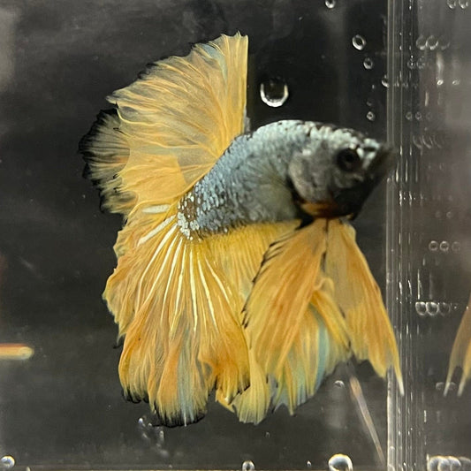 the-fish-farm Male Betta Male Betta - One Only - 16 Choose your favourite Male Betta from The Fish Farm Australia
