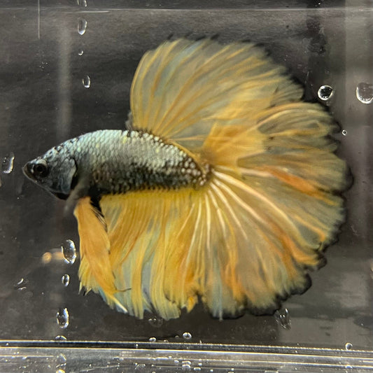 the-fish-farm Male Betta Male Betta - One Only - 16 Choose your favourite Male Betta from The Fish Farm Australia
