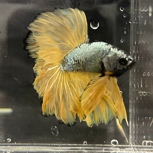 the-fish-farm Male Betta Male Betta - One Only - 16 Choose your favourite Male Betta from The Fish Farm Australia