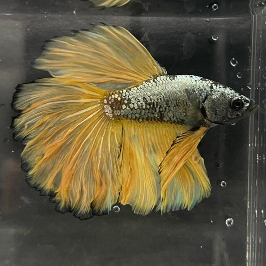 the-fish-farm Male Betta Male Betta - One Only - 16 Choose your favourite Male Betta from The Fish Farm Australia