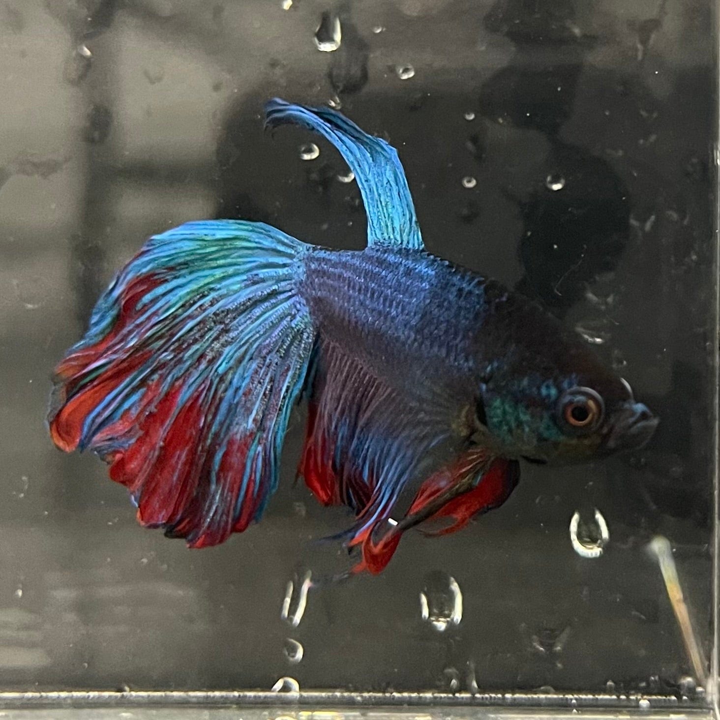 the-fish-farm Male Betta Male Betta - One Only - 16 Choose your favourite Male Betta from The Fish Farm Australia