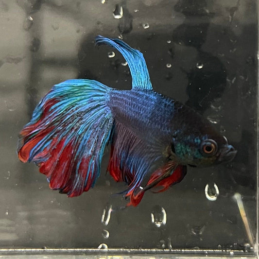 the-fish-farm Male Betta Male Betta - One Only - 16 Choose your favourite Male Betta from The Fish Farm Australia