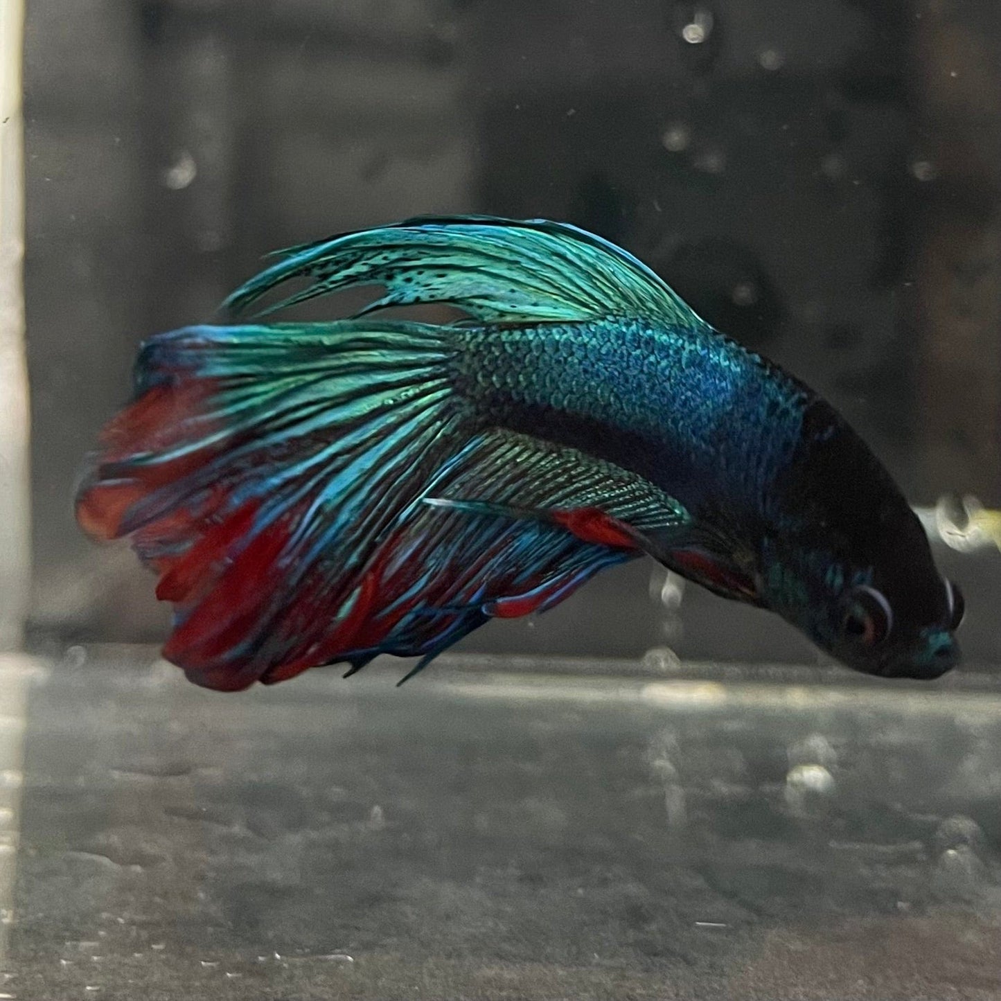 the-fish-farm Male Betta Male Betta - One Only - 16 Choose your favourite Male Betta from The Fish Farm Australia