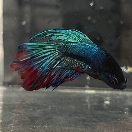 the-fish-farm Male Betta Male Betta - One Only - 16 Choose your favourite Male Betta from The Fish Farm Australia