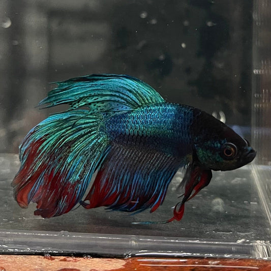 the-fish-farm Male Betta Male Betta - One Only - 16 Choose your favourite Male Betta from The Fish Farm Australia