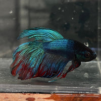 the-fish-farm Male Betta Male Betta - One Only - 16 Choose your favourite Male Betta from The Fish Farm Australia