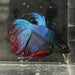 the-fish-farm Male Betta Male Betta - One Only - 16 Choose your favourite Male Betta from The Fish Farm Australia