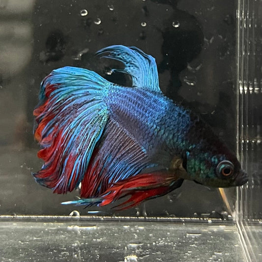 the-fish-farm Male Betta Male Betta - One Only - 16 Choose your favourite Male Betta from The Fish Farm Australia