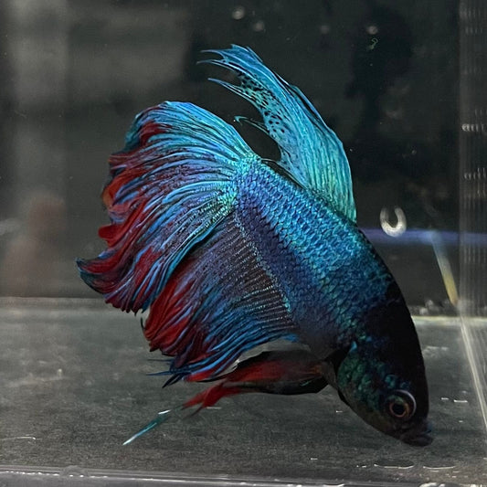 the-fish-farm Male Betta Male Betta - One Only - 16 Choose your favourite Male Betta from The Fish Farm Australia