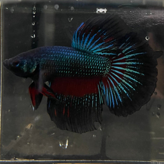 the-fish-farm Male Betta Male Betta - One Only - 16 Choose your favourite Male Betta from The Fish Farm Australia