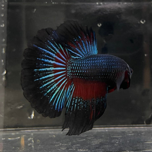 the-fish-farm Male Betta Male Betta - One Only - 16 Choose your favourite Male Betta from The Fish Farm Australia