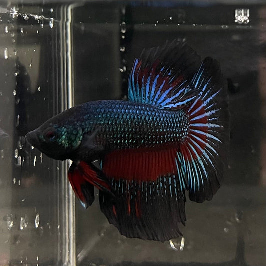 the-fish-farm Male Betta Male Betta - One Only - 16 Choose your favourite Male Betta from The Fish Farm Australia