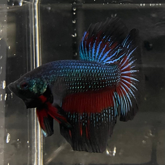 the-fish-farm Male Betta Male Betta - One Only - 16 Choose your favourite Male Betta from The Fish Farm Australia