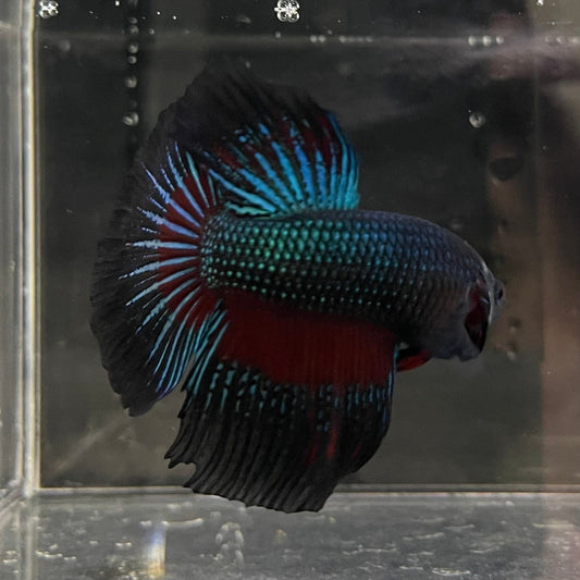 the-fish-farm Male Betta Male Betta - One Only - 16 Choose your favourite Male Betta from The Fish Farm Australia