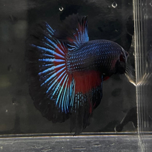 the-fish-farm Male Betta Male Betta - One Only - 16 Choose your favourite Male Betta from The Fish Farm Australia
