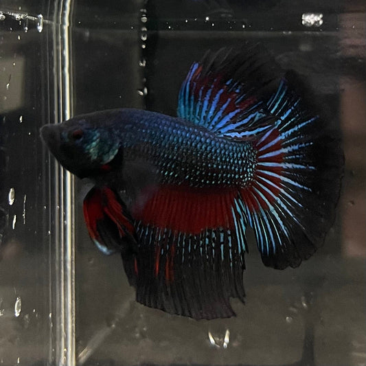 the-fish-farm Male Betta Male Betta - One Only - 16 Choose your favourite Male Betta from The Fish Farm Australia