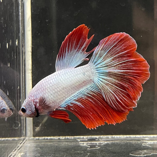 the-fish-farm Male Betta Male Betta - One Only - 16 Choose your favourite Male Betta from The Fish Farm Australia