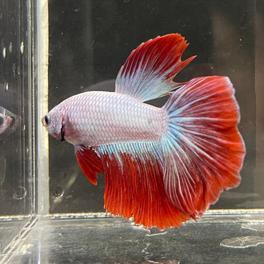 the-fish-farm Male Betta Male Betta - One Only - 16 Choose your favourite Male Betta from The Fish Farm Australia