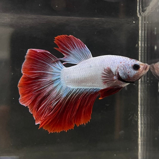 the-fish-farm Male Betta Male Betta - One Only - 16 Choose your favourite Male Betta from The Fish Farm Australia